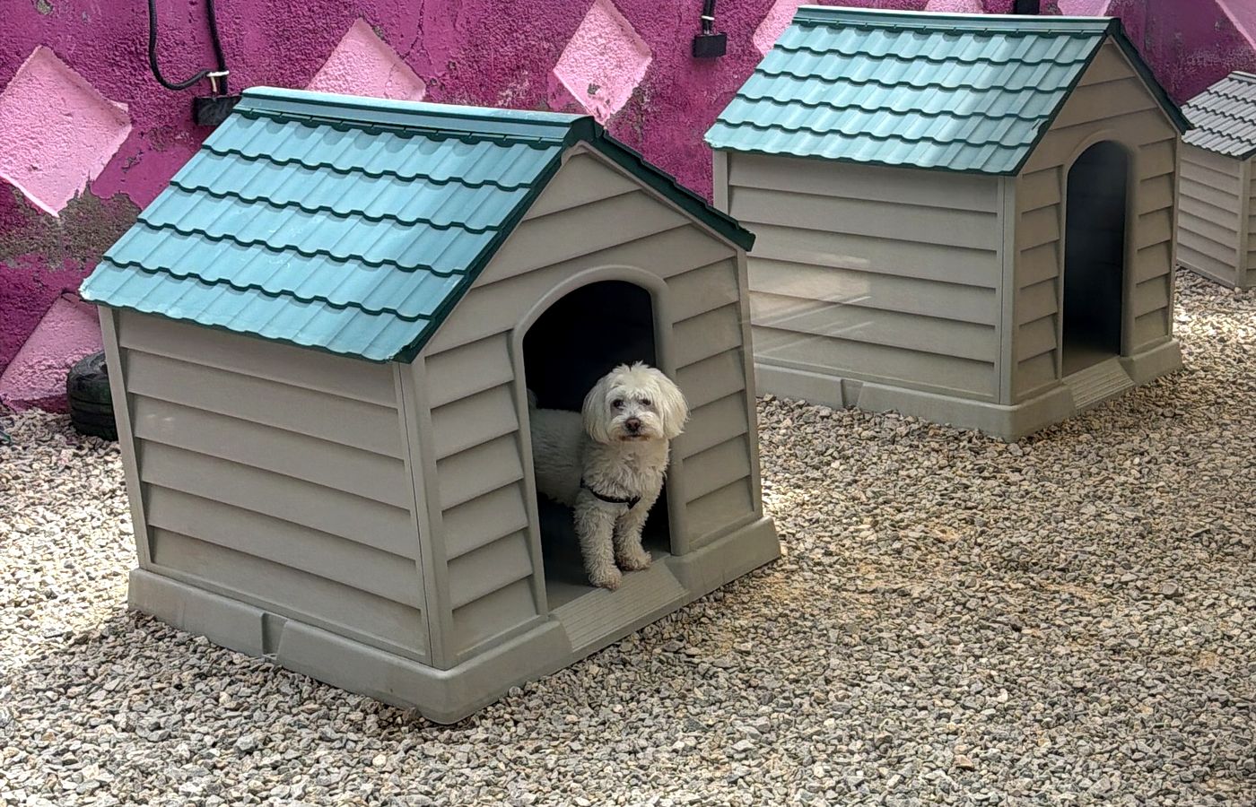 Klinik bahçesinde köpek kulübeleri ve açık hava dinlenme alanı